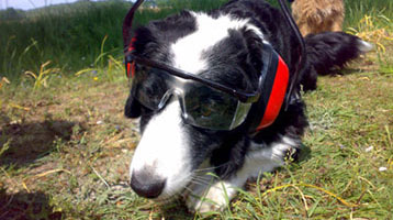 this is all about Maritas animal Care