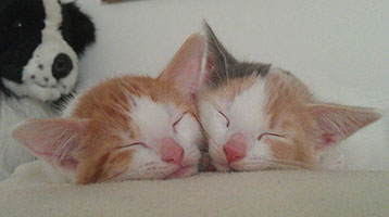 House Sitting from Maritas Animal Care Greatham
