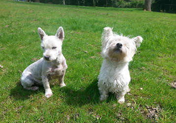 dog grooming from Maritas animal care